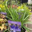 Agapanthus 'Lapis lazuli'