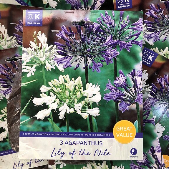 Agapanthus Lily Of The Nile Great Value Pack