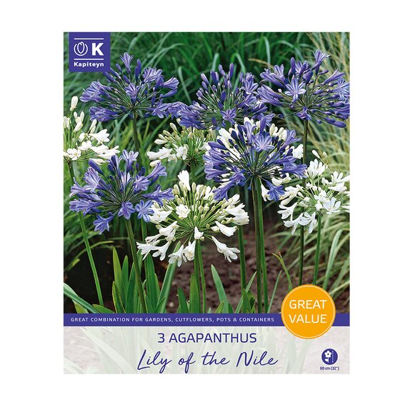 Agapanthus Lily Of The Nile Great Value Pack