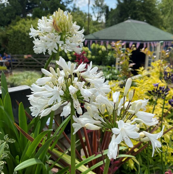 Agapanthus 'Pitchoune White'