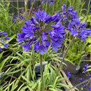 Agapanthus Superb Blue - image 1