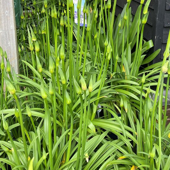 Agapanthus Superb Blue - image 2