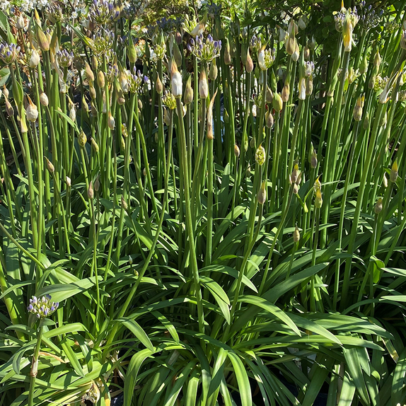 Agapanthus Superb Blue - image 2