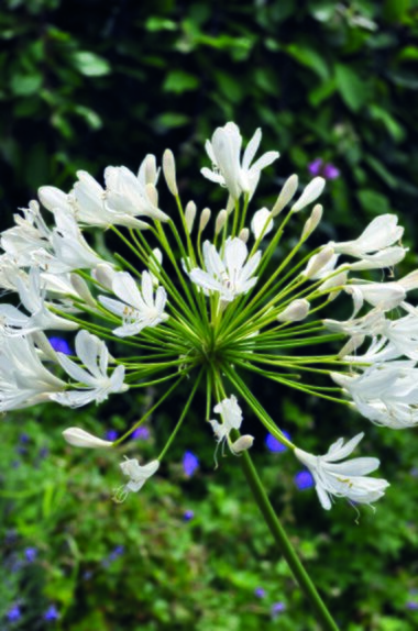 Agapanthus Umbellatus Alba Giant Bulb