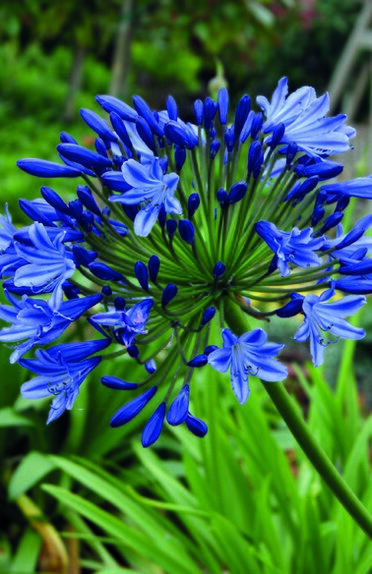 Agapanthus Umbellatus Giant Bulb - image 1