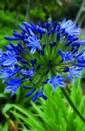 Agapanthus Umbellatus Giant Bulb - image 1