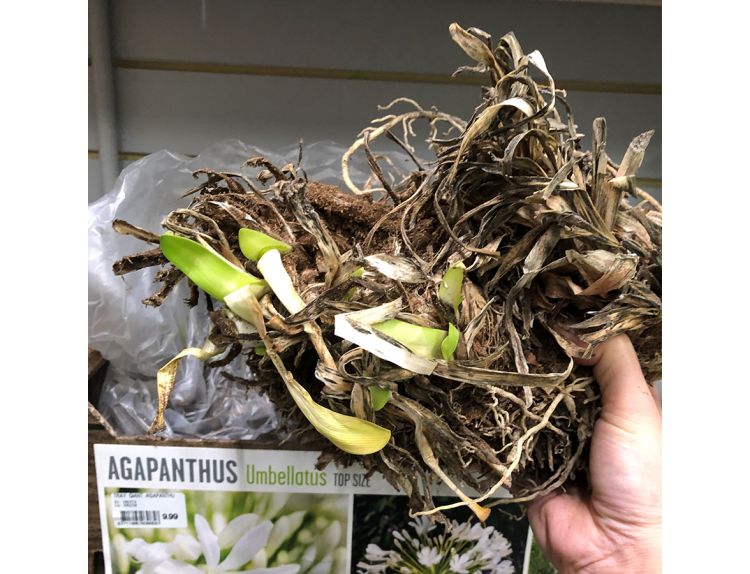Agapanthus Umbellatus Giant Bulb - image 2