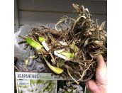 Agapanthus Umbellatus Giant Bulb - image 2