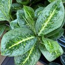 Aglaonema Lemon Mint - image 1