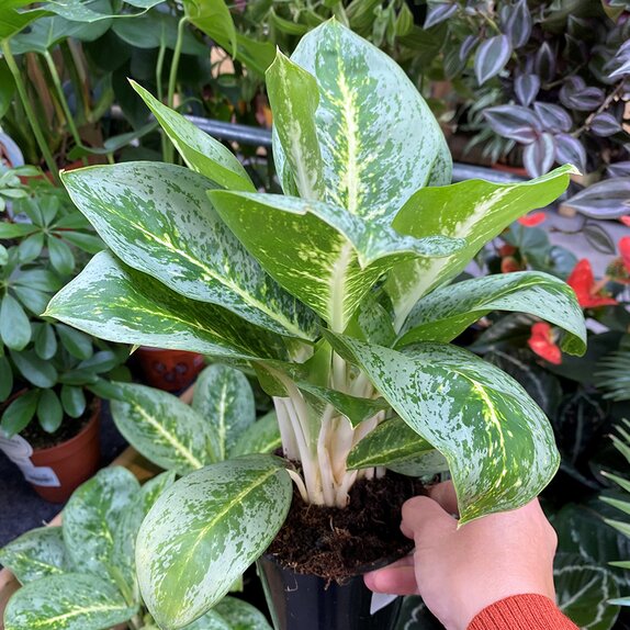 Aglaonema Lemon Mint - image 2