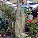 Air Plant Tillandsia usneoides 