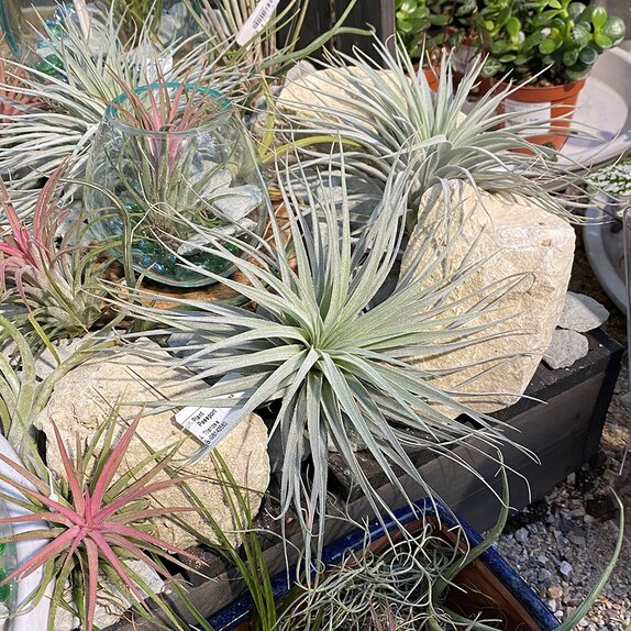 Airplant Tillandsia argentea silver