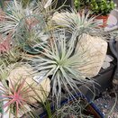 Airplant Tillandsia argentea silver