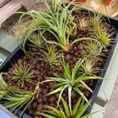 Airplant Tillandsia 'Ionantha Red'