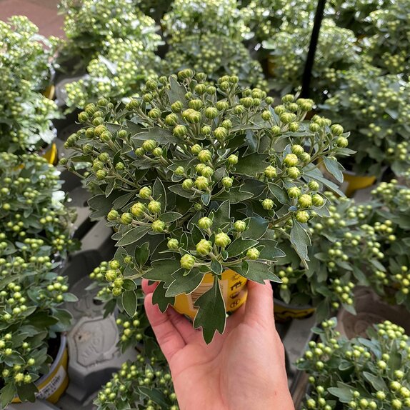 Ajania pacifica - Silver Chrysanthemum 10.5cm pot