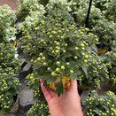 Ajania pacifica - Silver Chrysanthemum 10.5cm pot