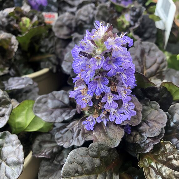 Ajuga reptans Black Scallop