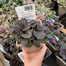 Ajuga reptans 'Black Scallop' - image 1