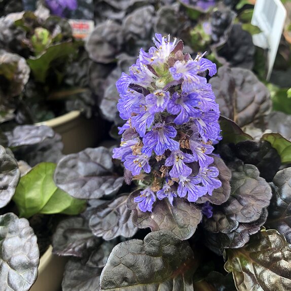 Ajuga reptans 'Black Scallop' - image 2