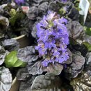 Ajuga reptans 'Black Scallop' - image 2