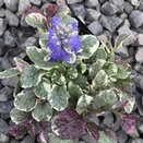 Ajuga reptans Burgundy Glow
