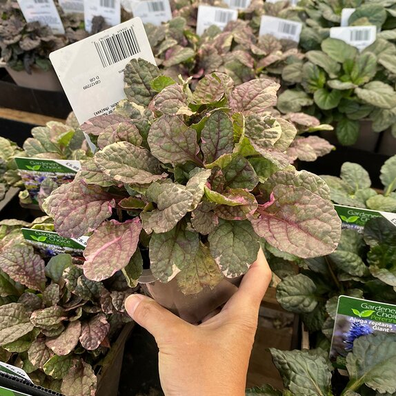Ajuga reptans 'Burgundy Glow'