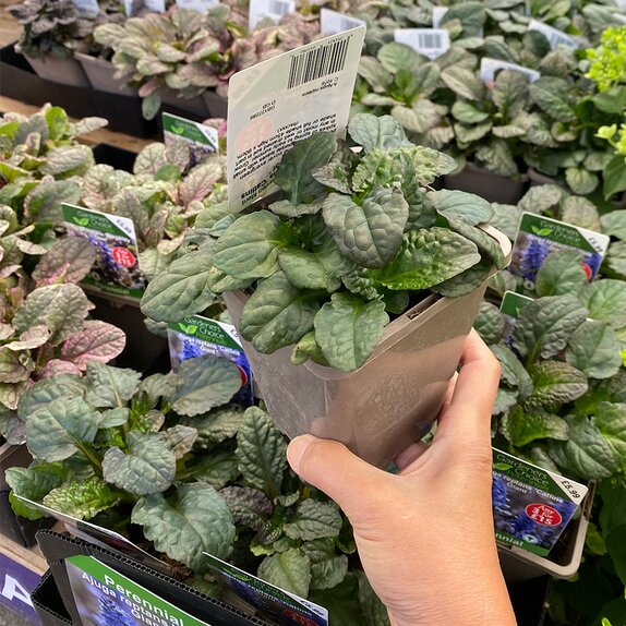 Ajuga reptans 'Catlins Giant '