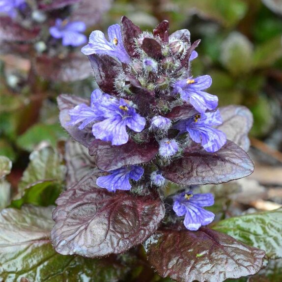 Ajuga reptans Chocolate Chip