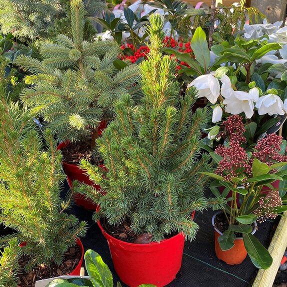 Albertiana Conica 1 litre pot - image 1