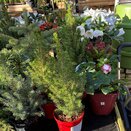 Albertiana Conica 1 litre pot - image 2