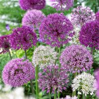 Allium