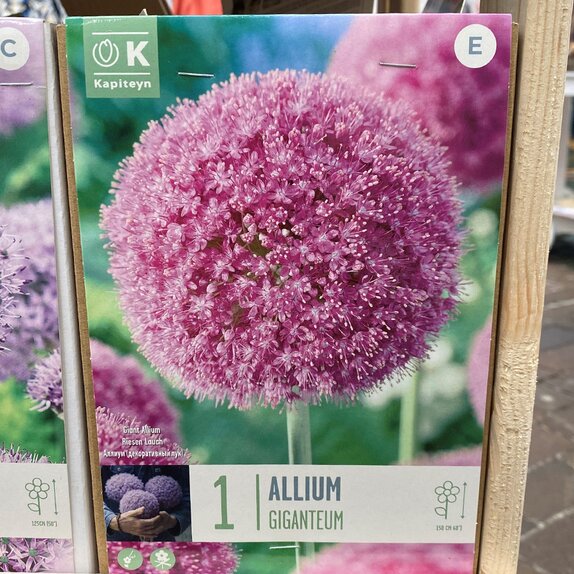 Allium Giganteum