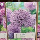 Allium Gladiator
