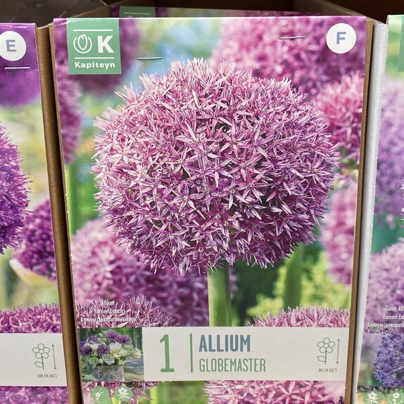 Allium Globemaster