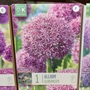 Allium Globemaster