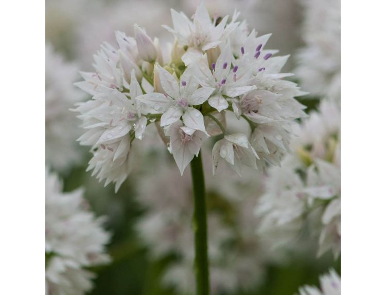 Allium Graceful Beauty - image 2