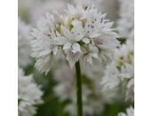Allium Graceful Beauty - image 2
