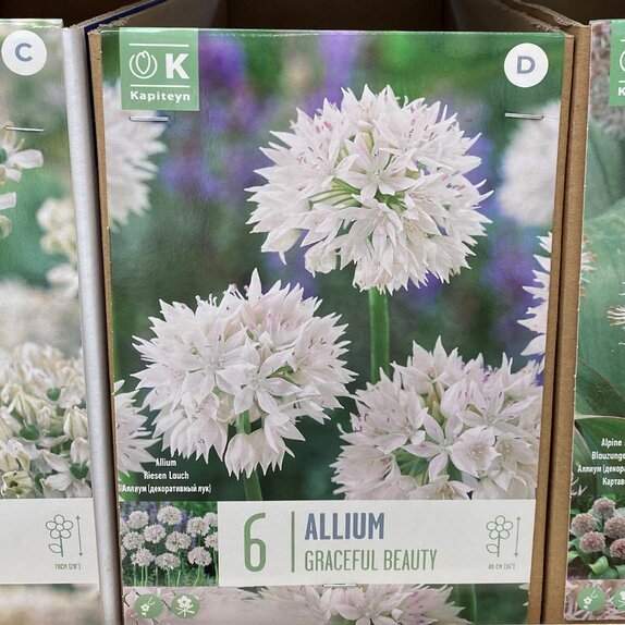 Allium Graceful Beauty - image 1