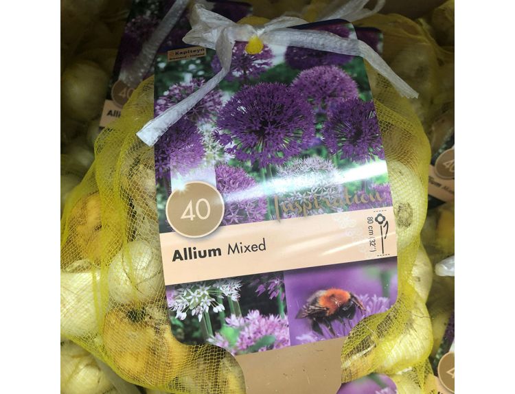 Allium Large Flowering Mixed Colours 40