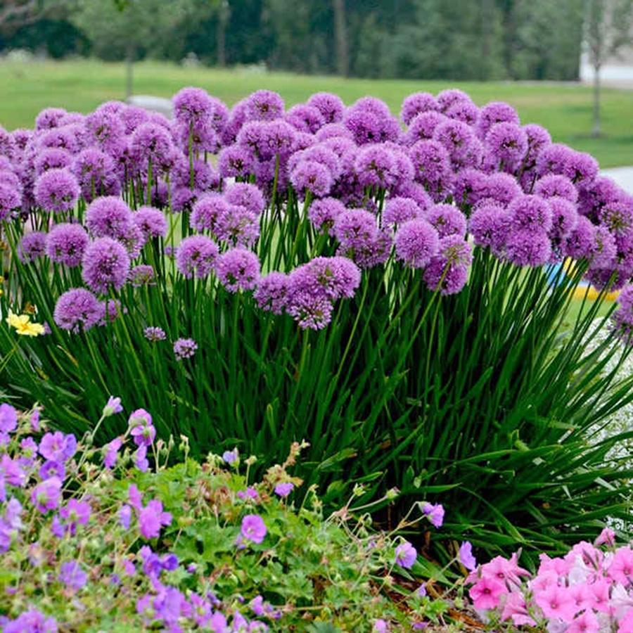 Allium Millennium Knights Garden Centres