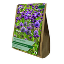 Allium - Mixed Pollinator