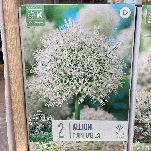 Allium Mount Everest