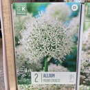 Allium Mount Everest