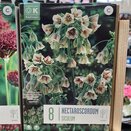 Allium Nectaroscordum Siculum