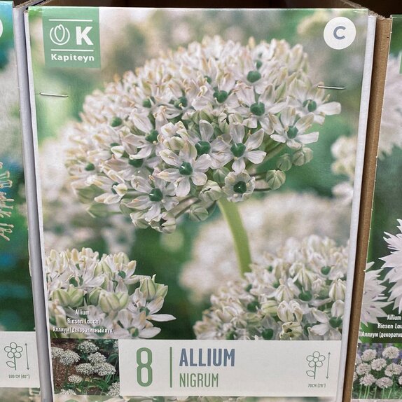 Allium Nigrum