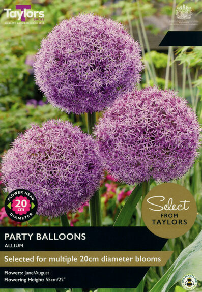 Allium - Party Balloons