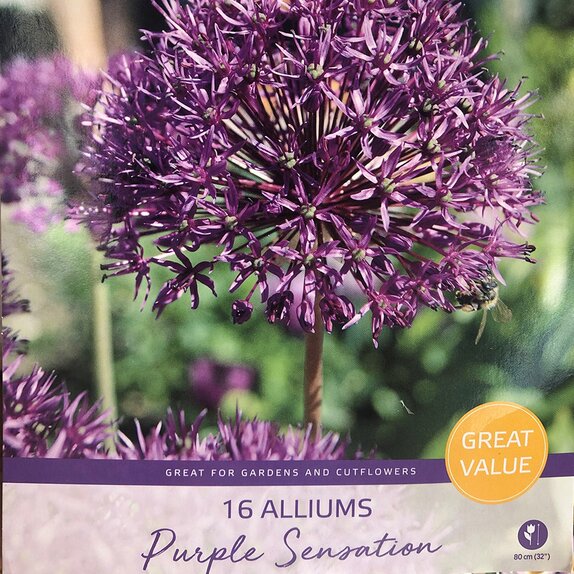 Allium Purple Sensation Great Value Pack