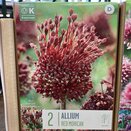 Allium Red Mohican