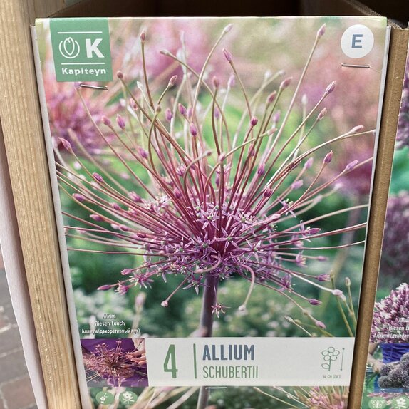 Allium Schubertii