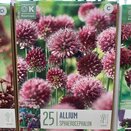 Allium Sphaerocephalon